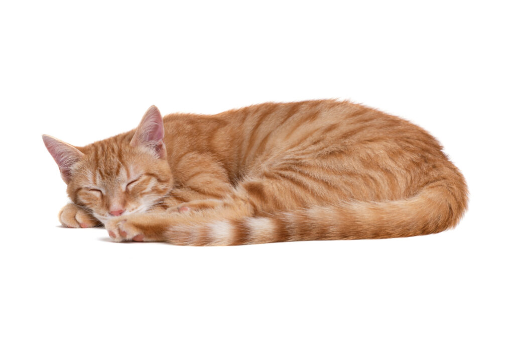 sleeping cat