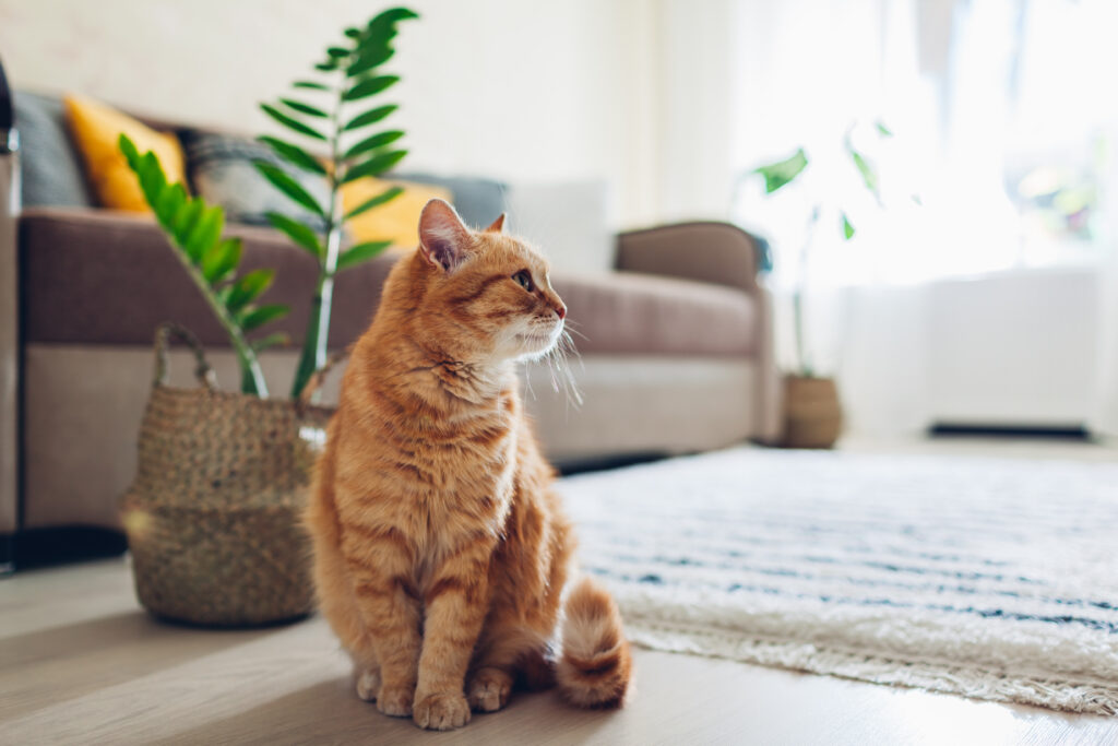 ginger cat sitting
