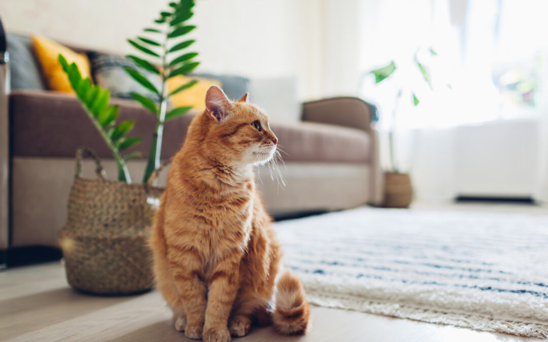 Know Your Cat: The Top to Tail Survey