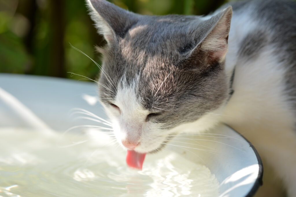 cat drinking water 