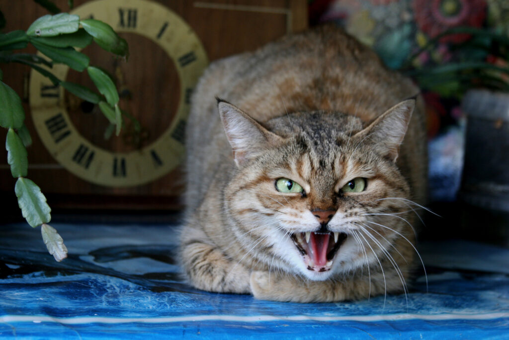 agressive cat