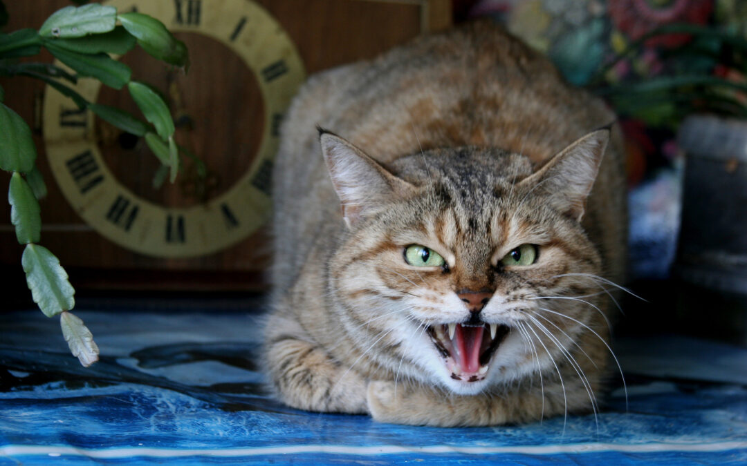 Why Knowing How to Muzzle Your Cat is Important