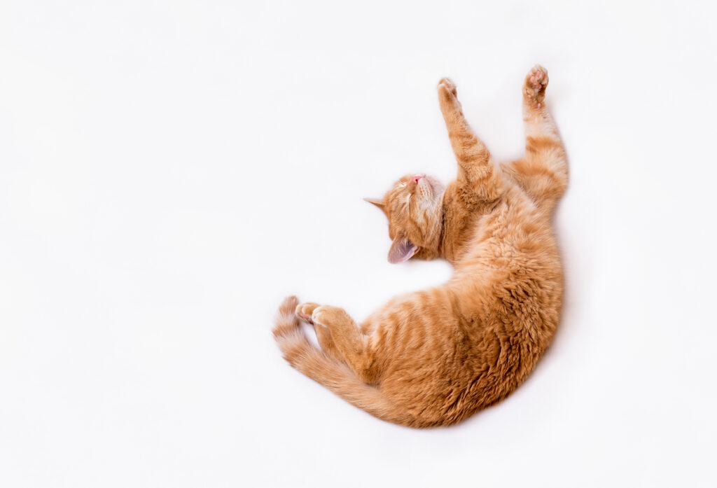 cat having a Seizure