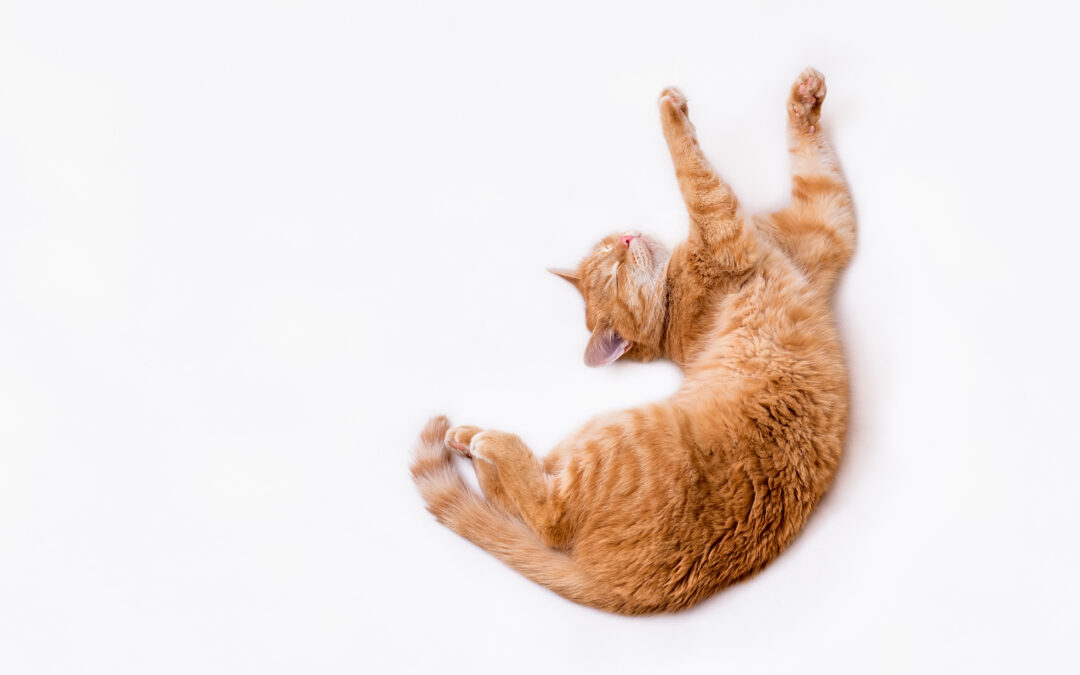 How to Care for a Cat having a Seizure
