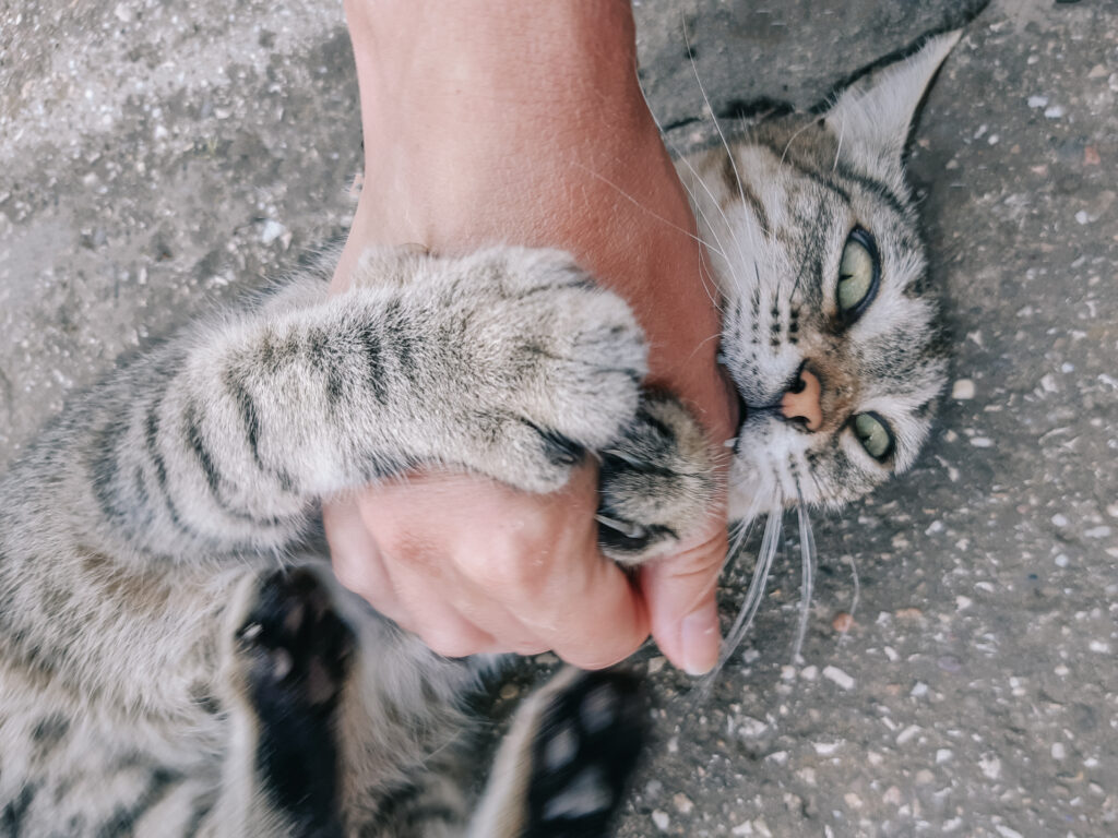 cat biting some one