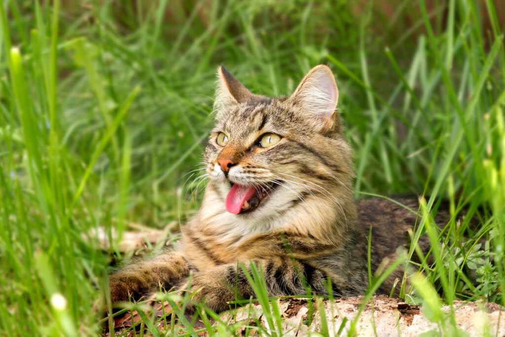 over heated cat