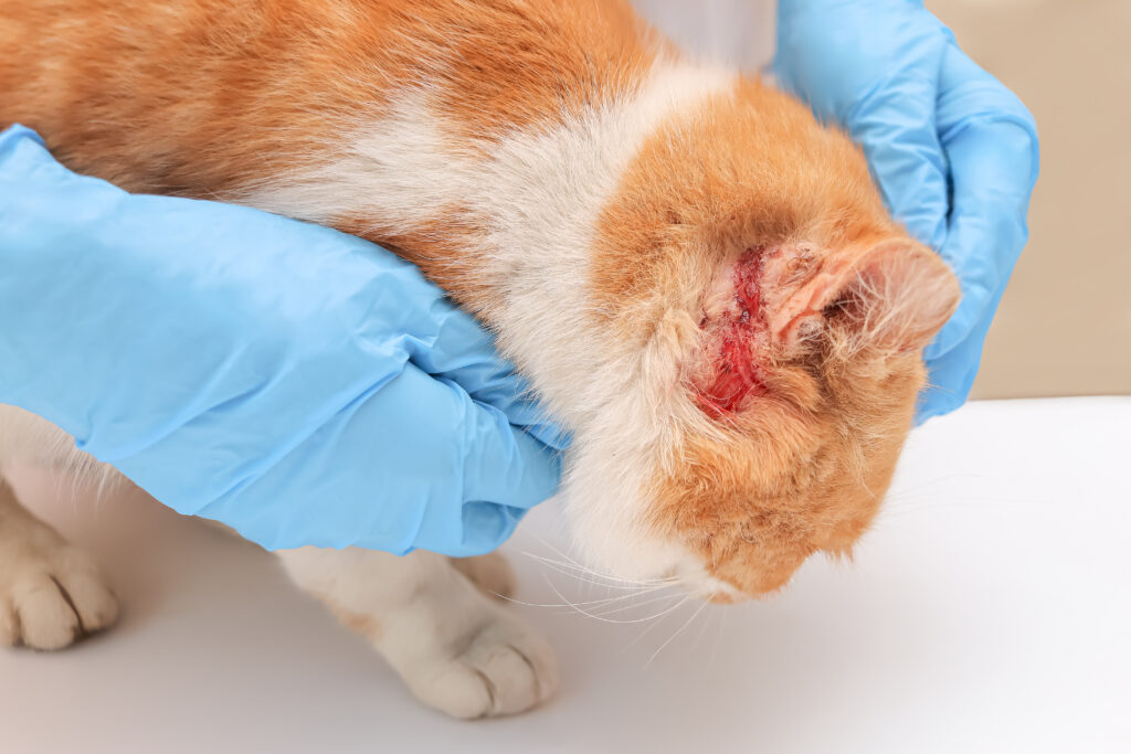 cat bleeding from ear