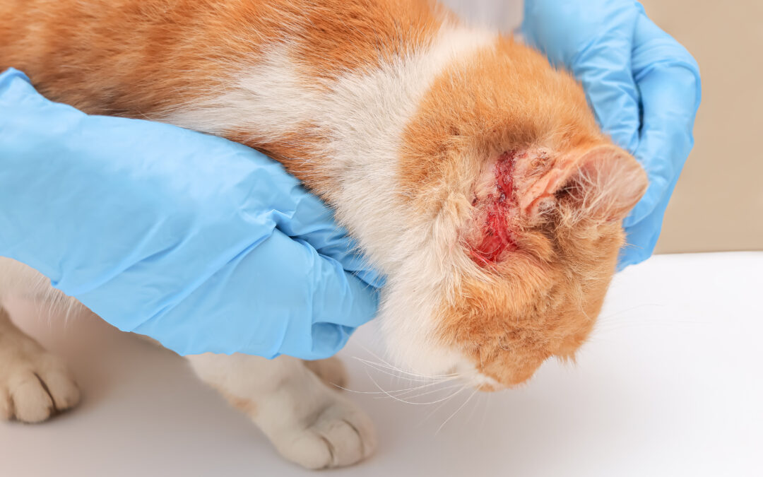 How to Treat Your Cat if They Are Seriously Bleeding