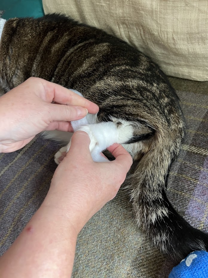 cat being bandaged