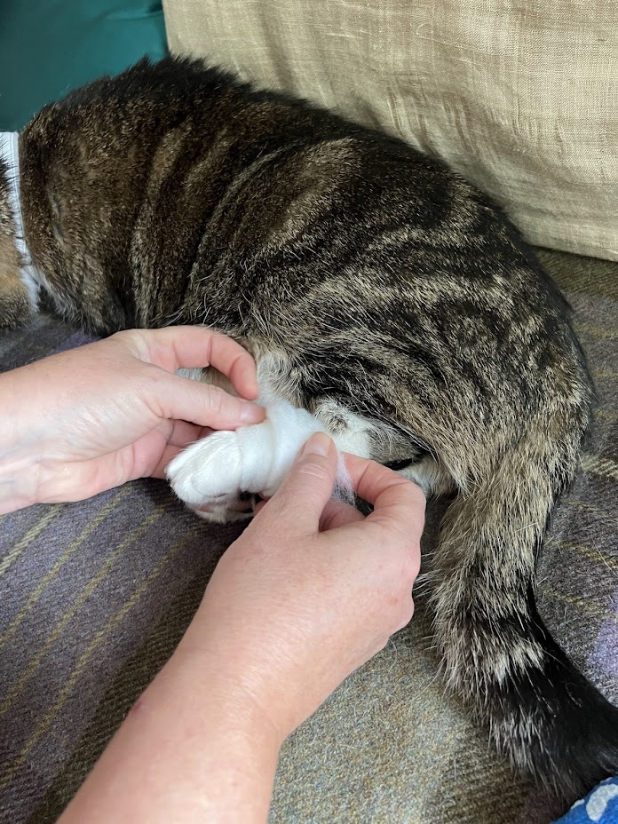 cat being bandaged