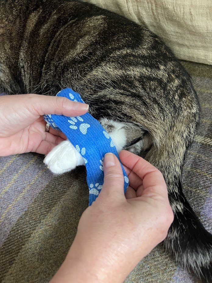 cat being bandaged