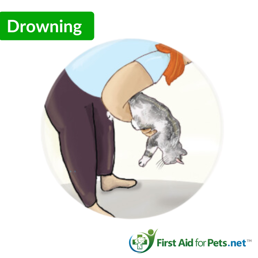 drowning cat 