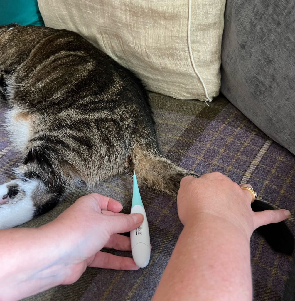 taking your cat's temperature 