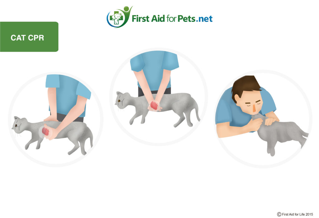 cat CPR