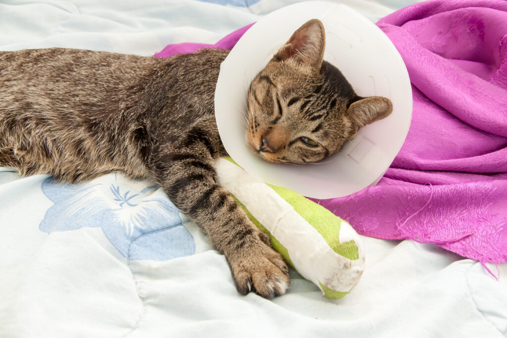 Cat with Fractures  