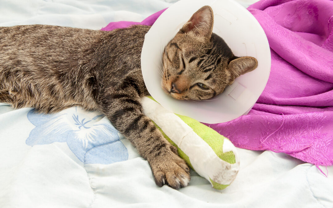 Fractures and Dislocations in Cats: How to Help