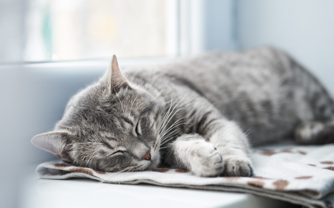 Cat Recovery Position: A Critical Skill for Every Owner