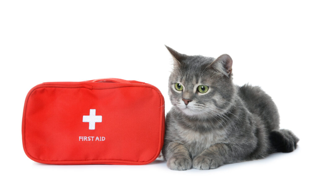 cat with first aid kit 