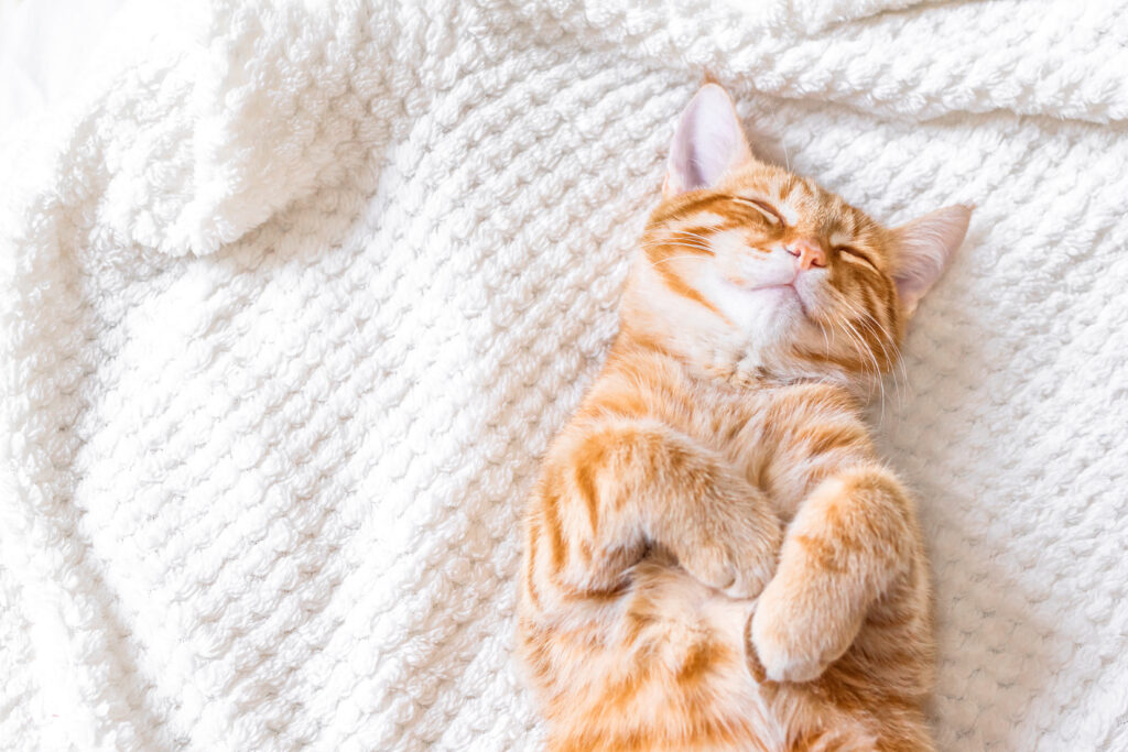 cat with spinal injury 