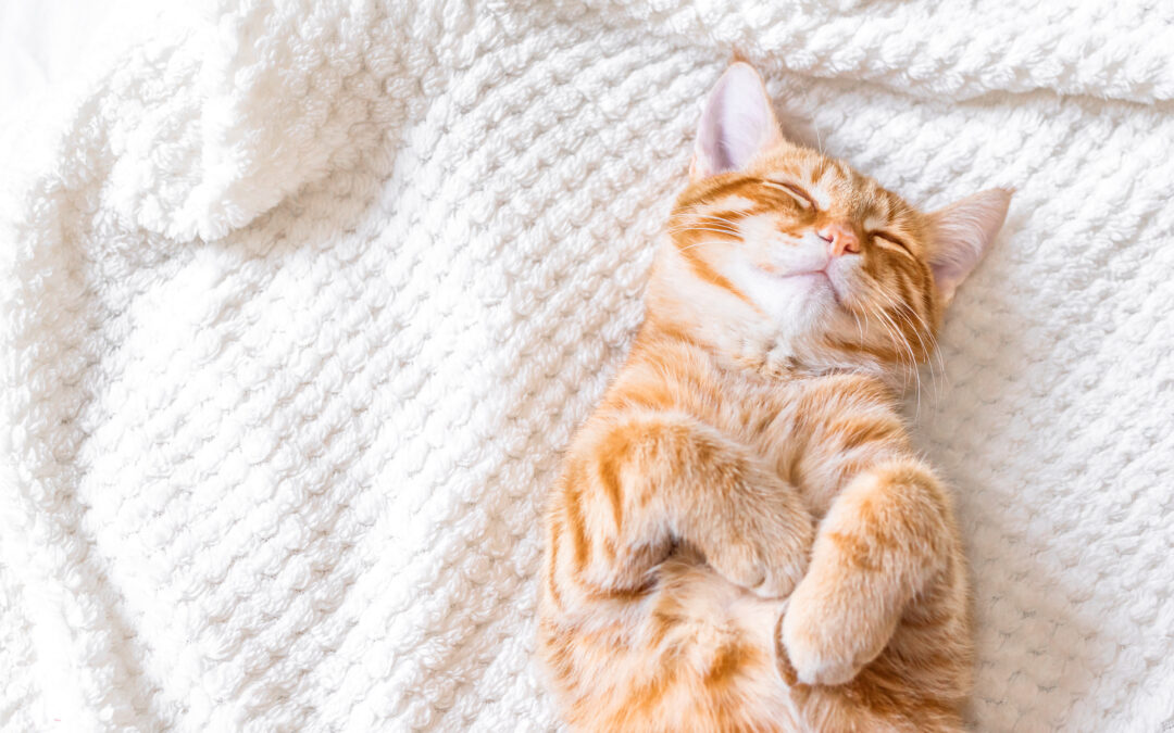 How To Help A Cat With A Spinal Injury