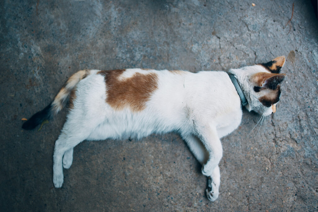 White cat hit by a car