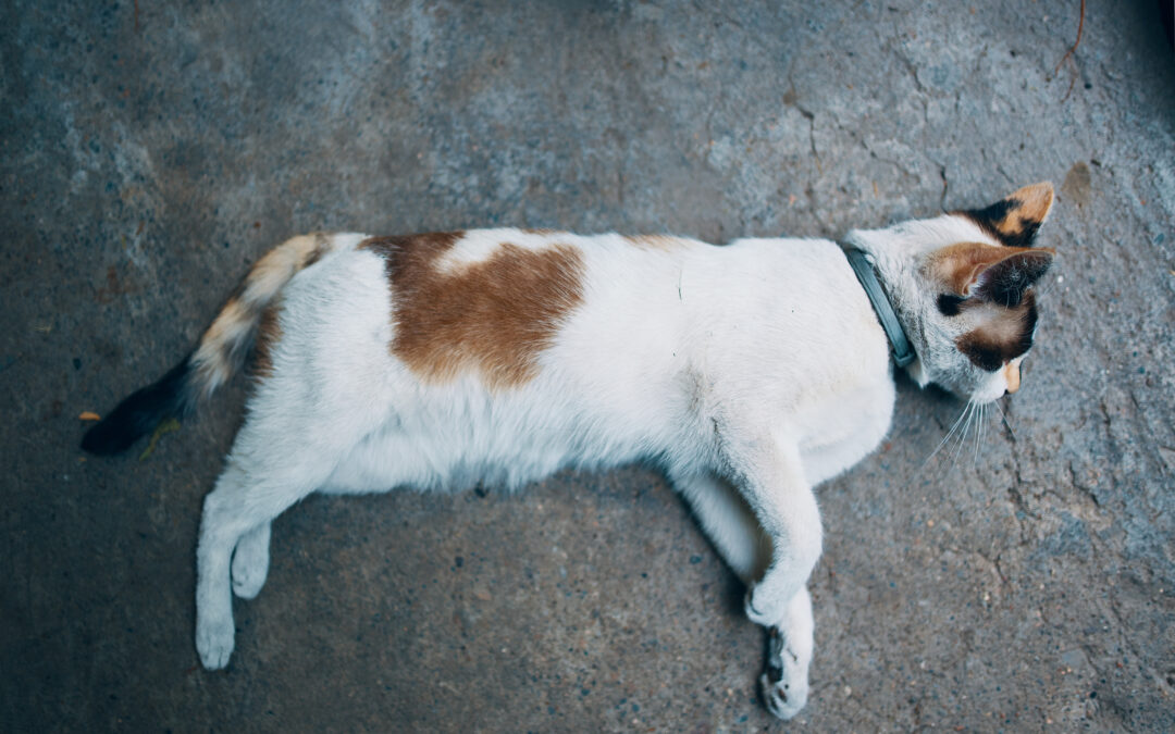 How to Help if Your Beloved Cat is Ever Run Over