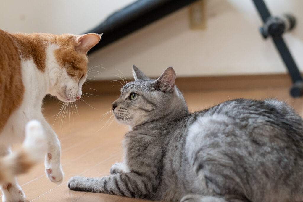 cat fight