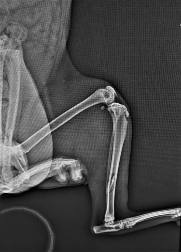 X-ray of broken cat leg