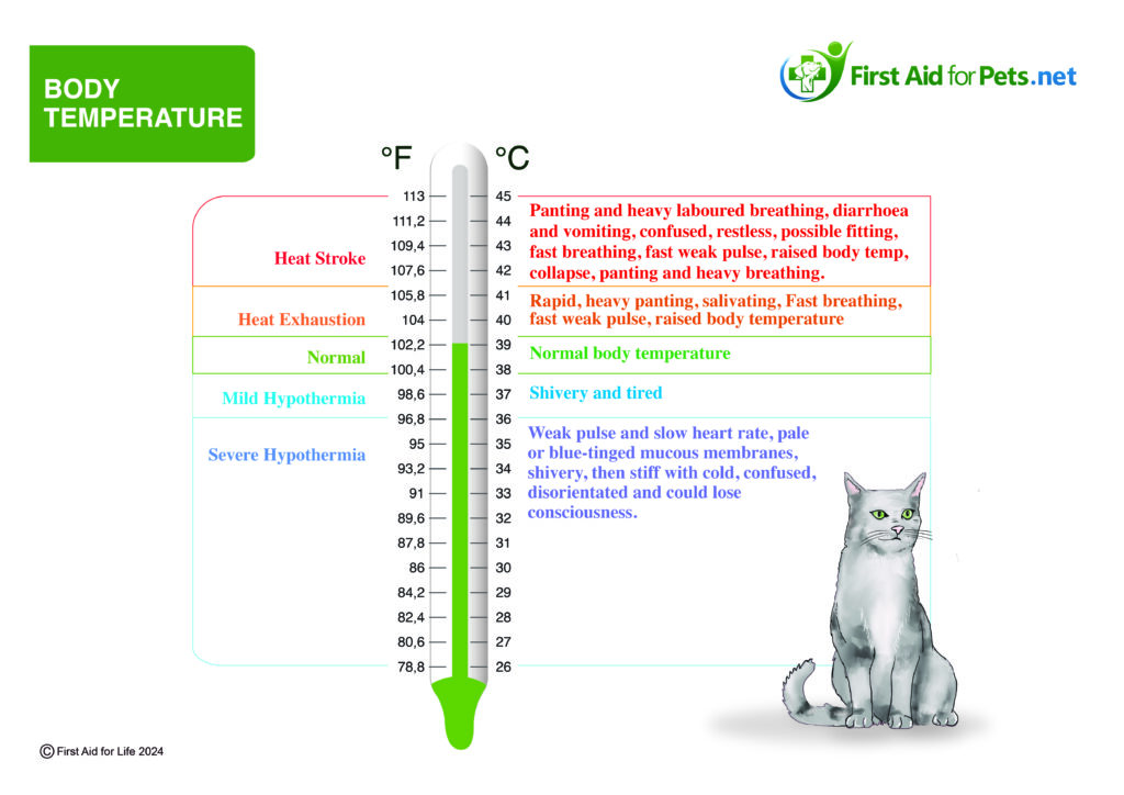 Cat body temperature 