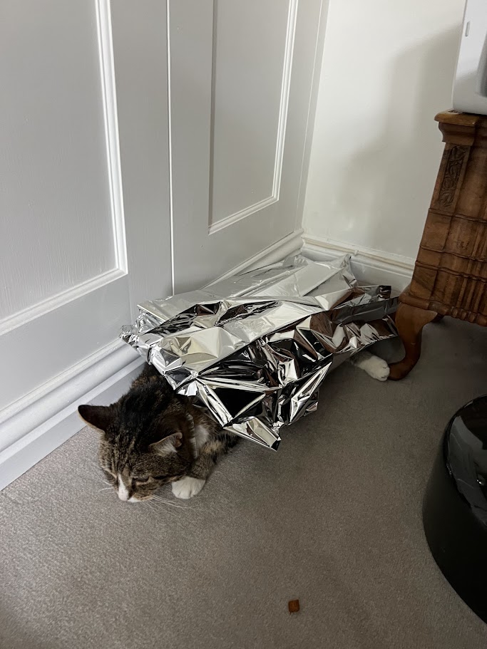 cat under foil blanket - Hypothermia