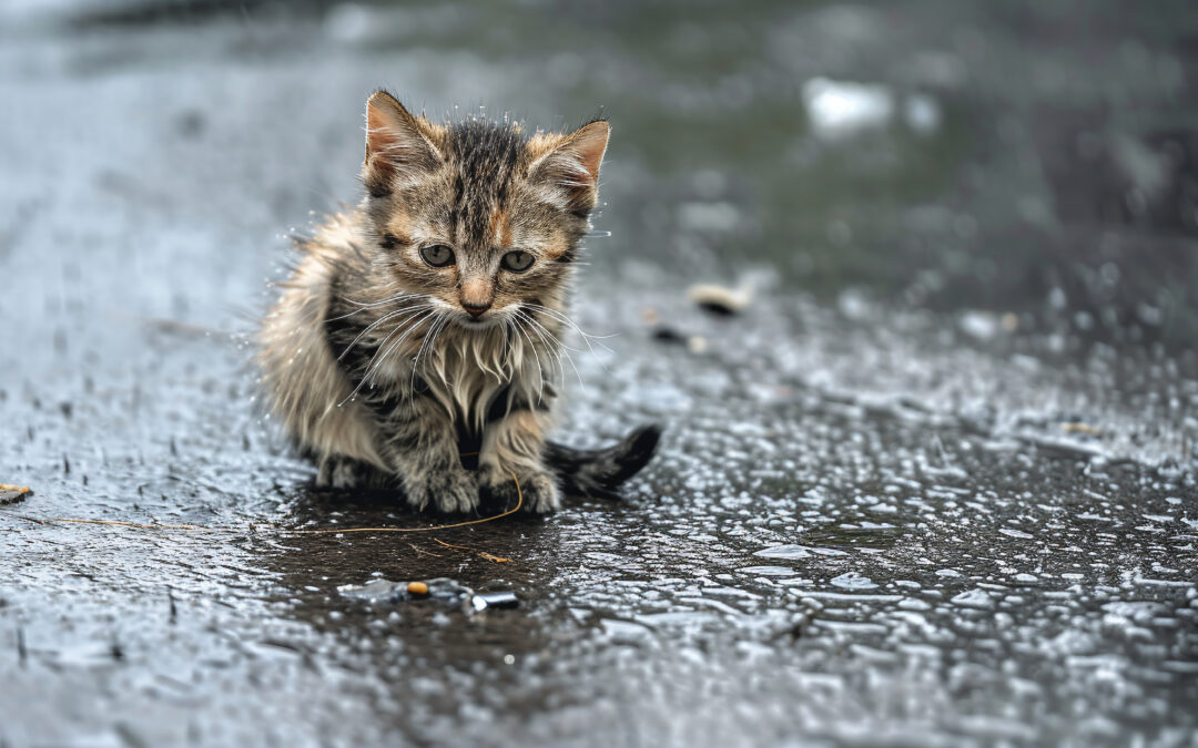 Hypothermia in cats: How to Recognize and Prevent It