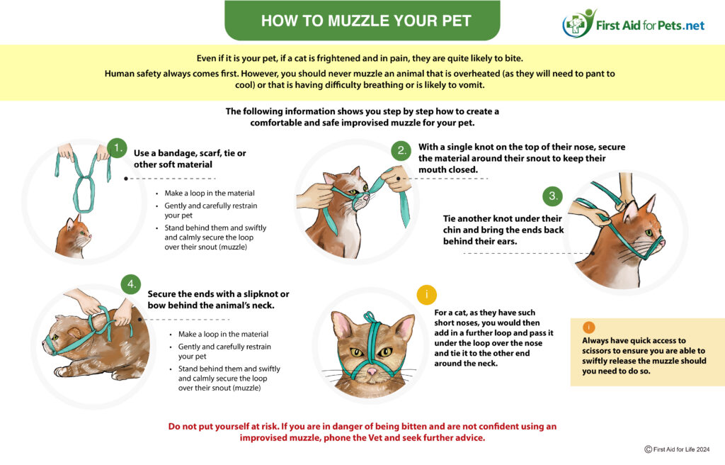 how to muzzle a cat 